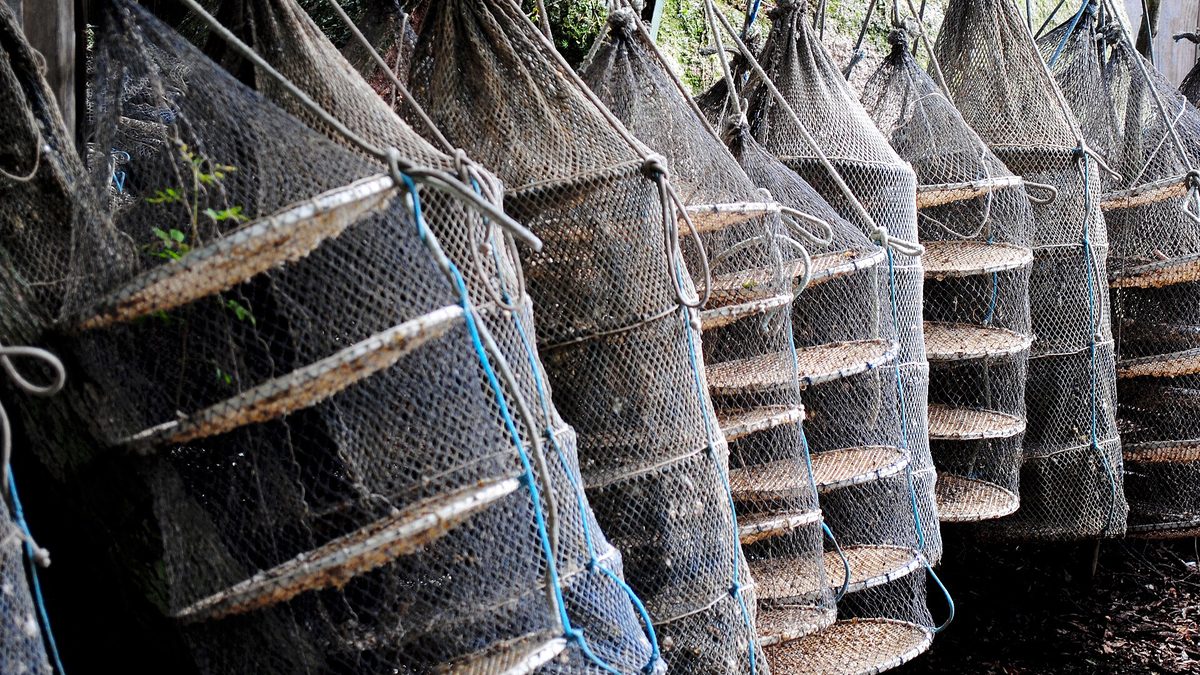 Lanternas de rede usadas no cultivo de ostras, penduradas lado a lado